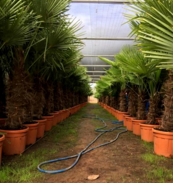 ANGEBOT!!!  Chinesische Hanfpalme - Trachycarpus fortunei -180cm - StH 45cm - winterharte Palme