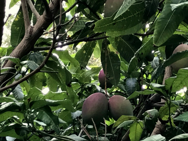 Mango - Mangifera indica - Mangobaum - veredelt - 170cm
