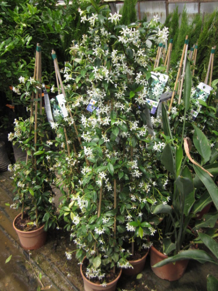 Sternjasmin - Trachelospermum jasminoides  - winterhart -15°C- Duftblüten