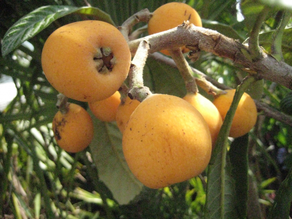 Wollmispel - Japanische Wollmispel - Nespoli - Eriobotrya japonica