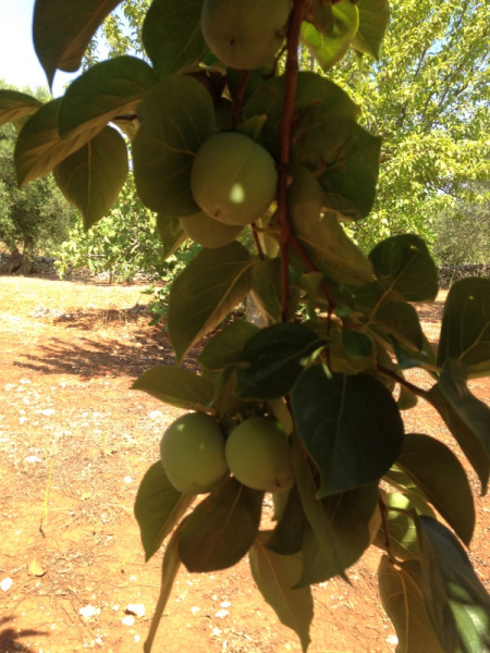 Kaki Sharon- Diospyros kaki 'Sharon'-Kakibaum