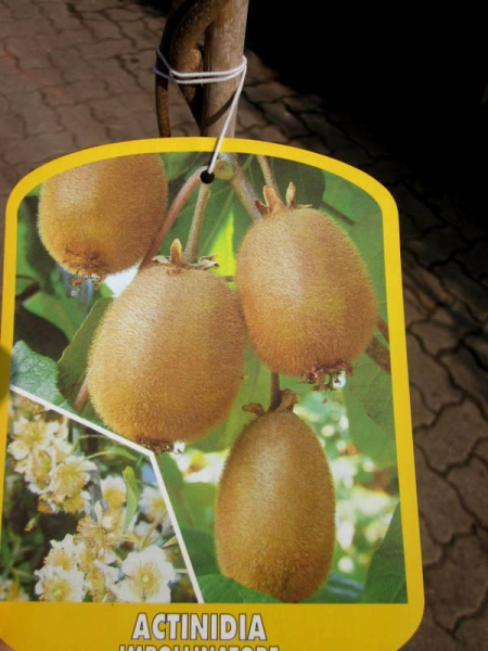 Kiwi Actinidia chinensis