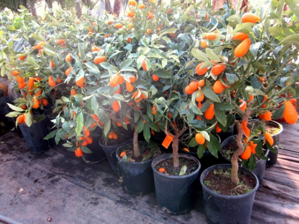 Kumquat -  Ovale Kumquat -Fortunella margarita - Kumquatbaum 100cm
