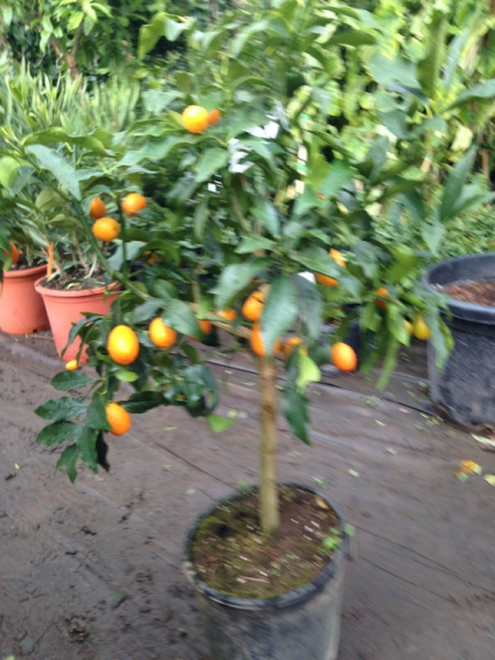 Kumquat -  Ovale Kumquat -Fortunella margarita - Kumquatbaum 100cm