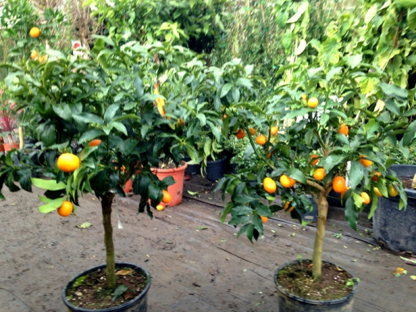Kumquat -  Ovale Kumquat -Fortunella margarita - Kumquatbaum 100cm
