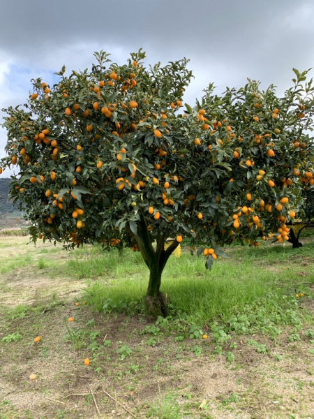 Kumquat -  Ovale Kumquat -Fortunella margarita - Kumquatbaum 100cm