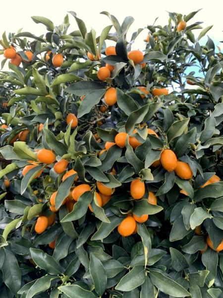 Kumquat -  Ovale Kumquat -Fortunella margarita - Kumquatbaum 100cm