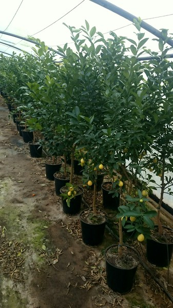 Limequat - Citrus aurantifolia x Fortunella margarita - 140cm