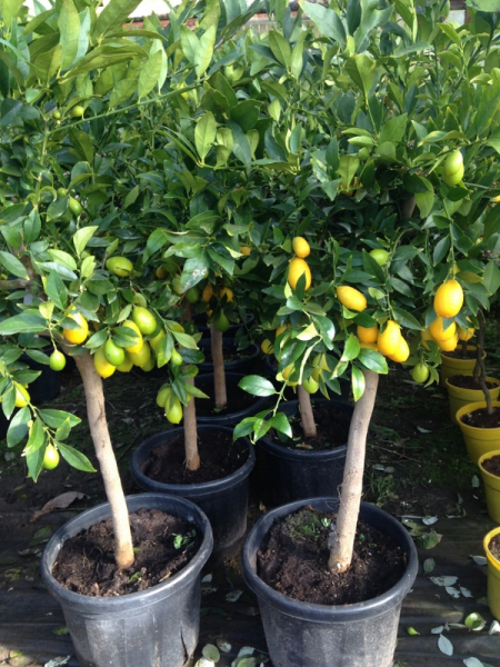 Limequat -Busch - Citrus aurantifoliia x Fortunella margarita - Limette+Kumquat  - extrem saftig+süsse essbare Schale