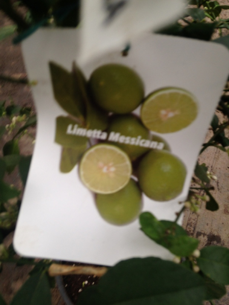 Saure mexikanische Limette - Citrus aurantifolia -- Cocktail-Limette -140cm