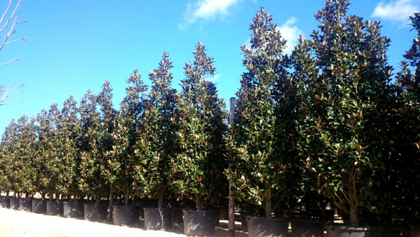Magnolie - Magnolia grandiflora 'Galissoniere'  - immergrüne Magnolie - 150cm