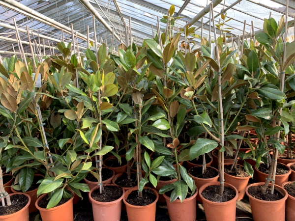 Magnolie - Magnolia grandiflora 'Galissoniere'  - immergrüne Magnolie - 150cm