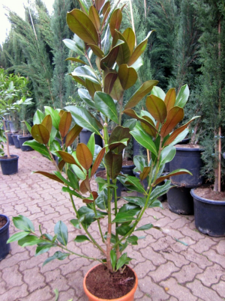 Magnolie - Magnolia grandiflora 'Galissoniere'  - immergrüne Magnolie - 150cm