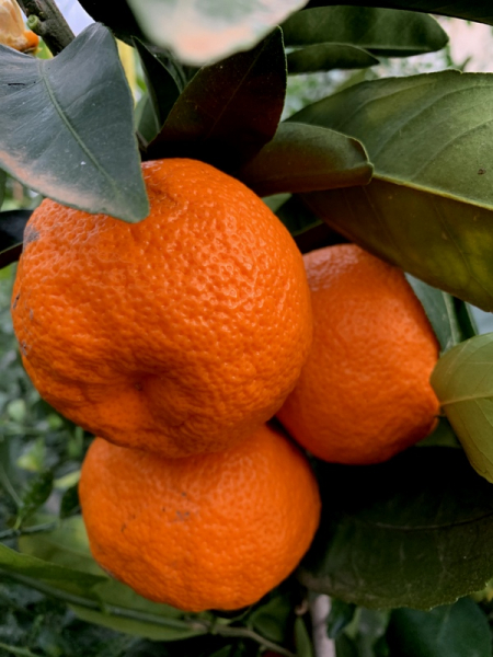 Mandarine - Mandarinenbaum - Citrus reticulata -140cm