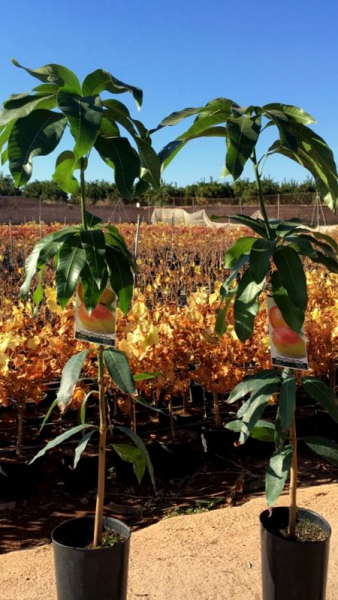 Mango - Mangifera indica - Mangobaum - veredelt - 170cm