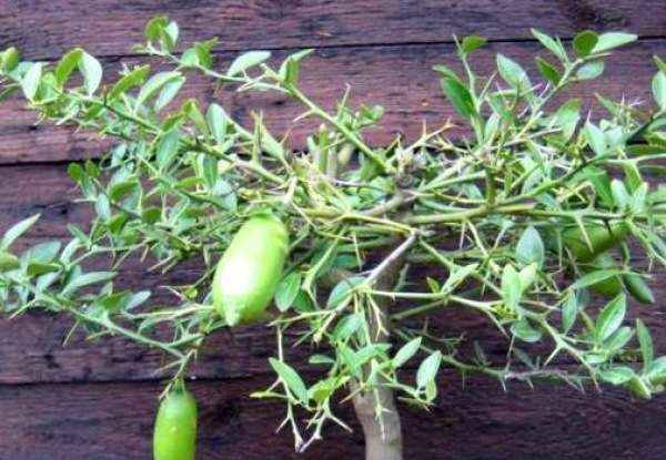 Gelbe australische Fingerlimette - 150cm Microcitrus australasica - Faustrime