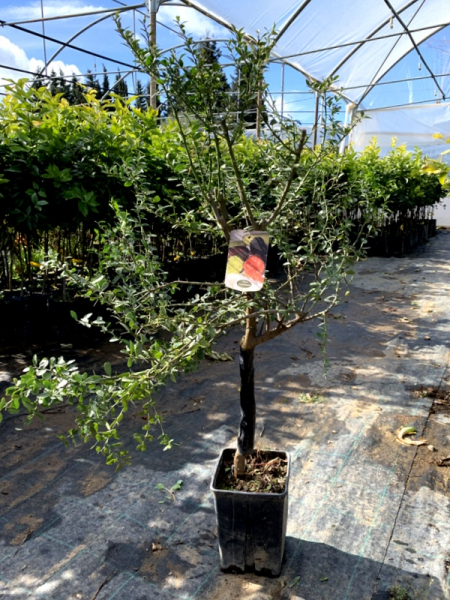 Rote australische Fingerlimette  -150cm - Microcitrus australasica  - Kaviarlimette - Fingerlime -