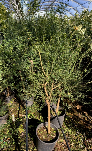 Australische Fingerlimette -- grün-- 150 cm Microcitrus australasica -- Kaviarlimette -- Fingerlime