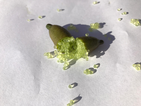 Microcitrus australasica