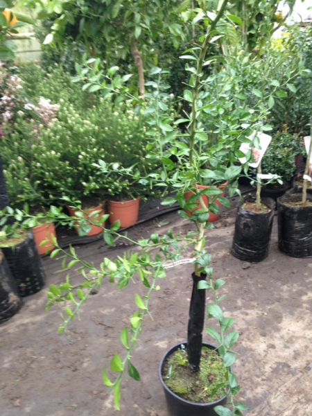 Gelbe australische Fingerlimette - 150cm Microcitrus australasica - Faustrime