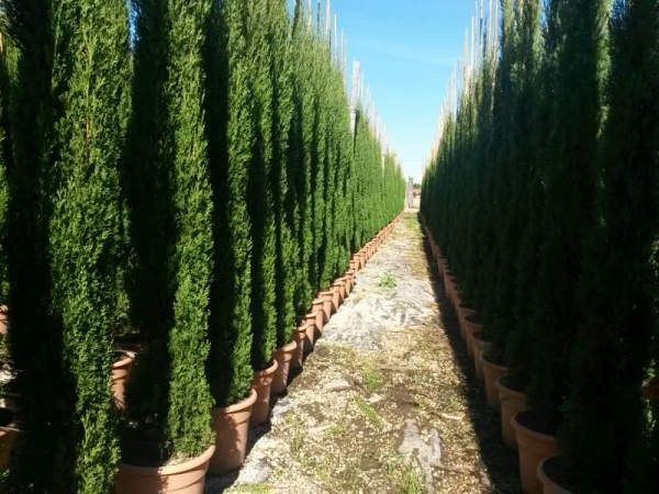 3x Mittelmeerzypresse 'Totem' 200cm - Säulenzypresse - Mittelmeer-Zypresse - Cupressus sempervirens 'Totem'