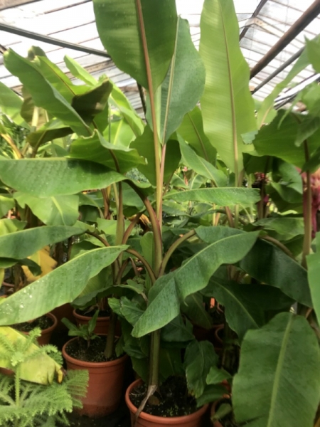 Rote Banane  Red dacca -Musa accuminata - Bananenstaude - 120cm