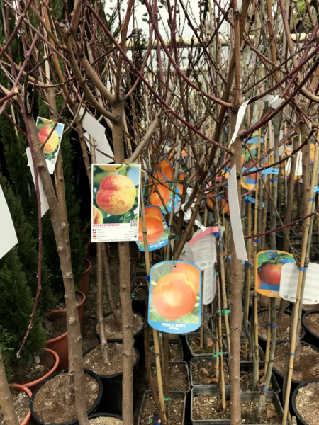 Nektarine 'Venus' - Prunus persica var.nectarina 'Venus' - Nektarinenbaum
