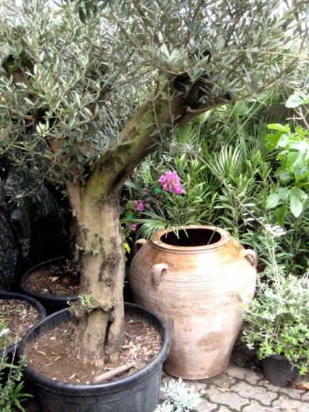 Olivenbaum - 170cm - Olive - Olea europeae - Stammumfang 10cm
