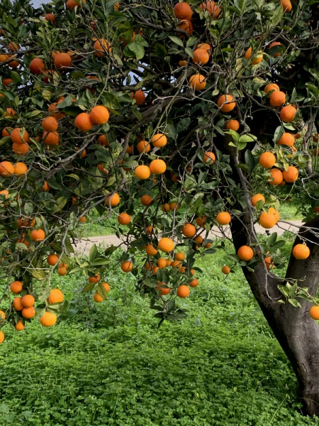 Orangenbaum - Citrus sinensis - 150cm