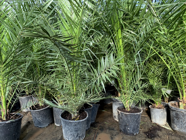 Kanarische Dattelpalme - Phoenix canariensis - 170cm
