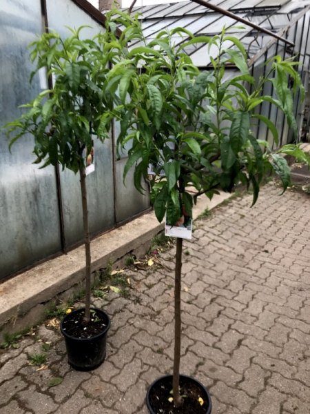 Plattpfirsich - 160cm -Tellerpfirsich  - Prunus persica 'platycarpa' -