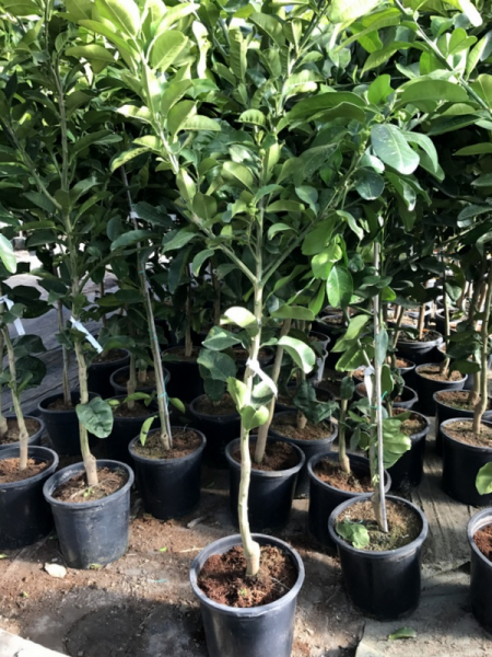 Pomelo -  Citrus maxima - 150cm