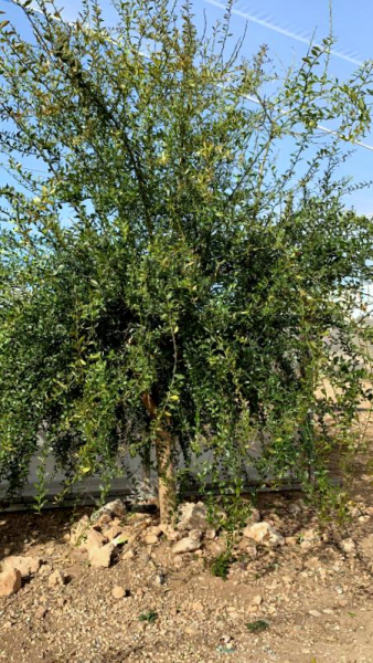 Bitterzitrone - Dreiblättrige Orange - Poncirus trifoliata - 130cm-