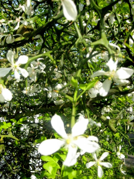 Bitterzitrone -Dreiblättrige Orange - Poncirus trifoliata