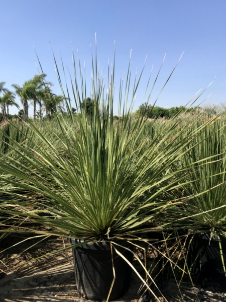 Rauschopf - Dasylirion serratifolium - gesägter Rauschopf