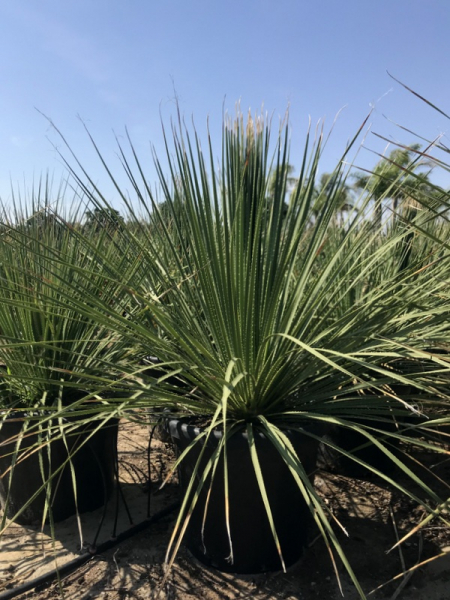 Rauschopf - Dasylirion serratifolium - gesägter Rauschopf