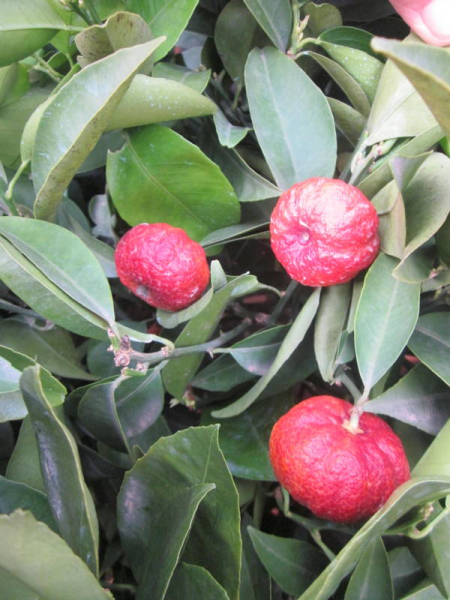 Rote Mandarine 'Mandared' - Citrus reticulata 'Mandared' - roter Mandarinenbaum -130cm