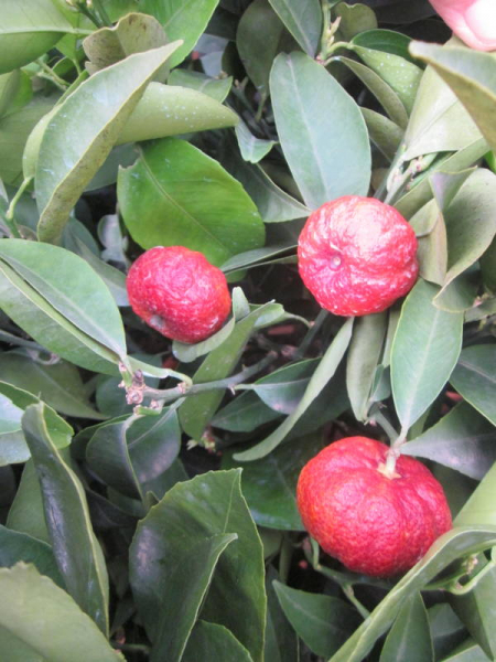 Rote Mandarine 'Mandared' - Citrus reticulata 'Mandared' - roter Mandarinenbaum -160cm