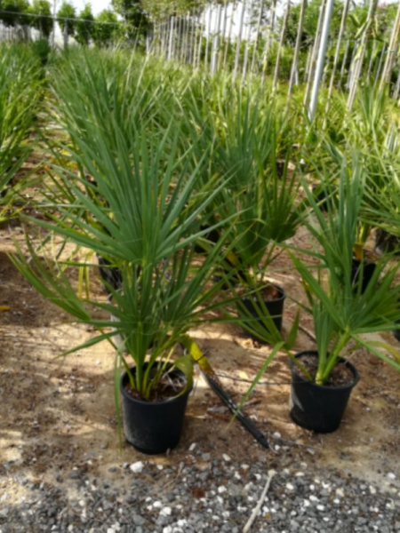 Sabal minor - Zwergpalmetto  - Zwergpalmettopalme -  winterharte Palme -20°C