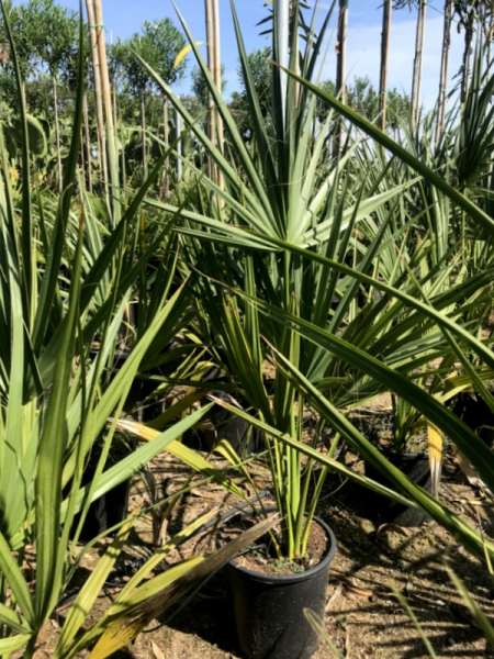 Sabal minor - Zwergpalmetto  - Zwergpalmettopalme -  winterharte Palme -20°C