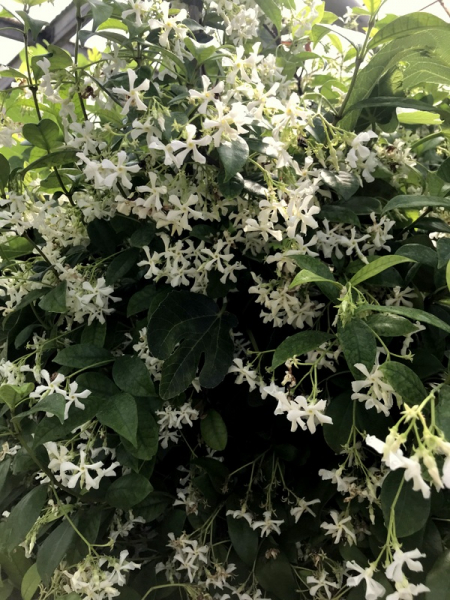 Sternjasmin - Trachelospermum jasminoides  - winterhart -15°C- Duftblüten