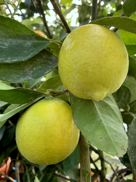 Tahiti-Limette - Persische Limette -Citrus latifoliia