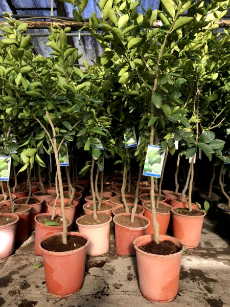 Tahiti-Limette - Persische Limette -Citrus latifoliia