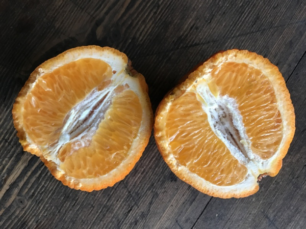 Tangelo 'Nova' - Citrus reticulata x paradisi'- grosse süsse Mandarine