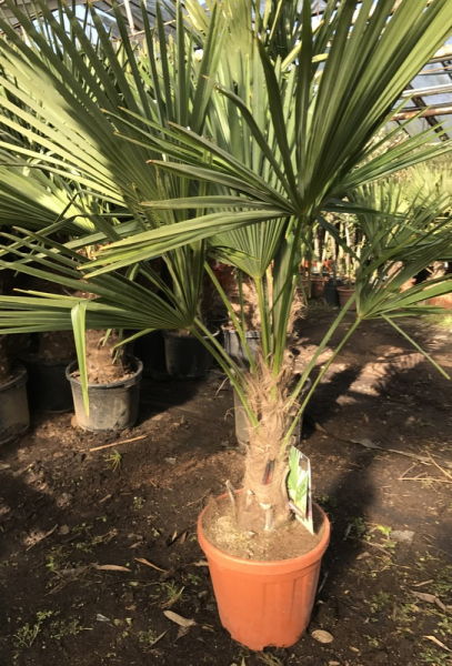 Hanfpalme 150cm - Chinesische Hanfpalme (Trachycarpus fortunei) - StH 30-- winterharte Palme