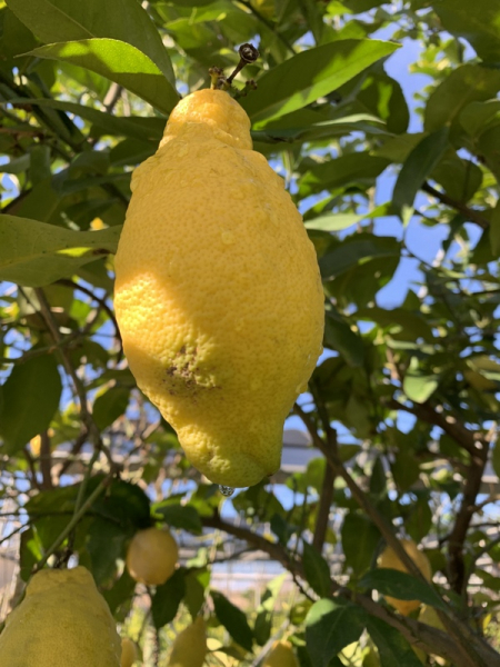 Vier-Jahreszeiten-Zitrone - Zitronenbaum 160cm - Citrus limon 'lunario - wiederblühende Zitrone -