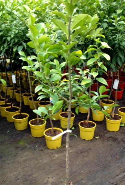 Volkamer-Zitrone  - Citrus volkameriana -140cm