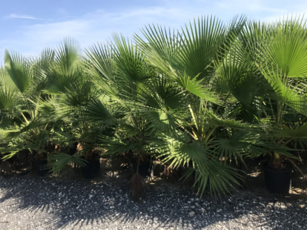 Mexikanische Washingtonpalme - Petticoatpalme - Washingtonia robusta -150cm