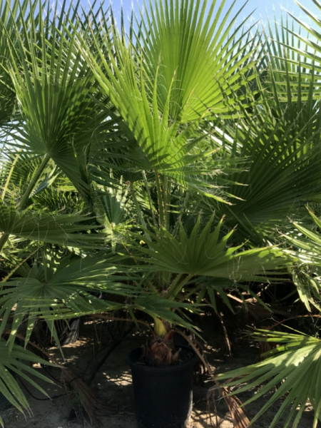 Mexikanische Washingtonpalme - Petticoatpalme - Washingtonia robusta -150cm