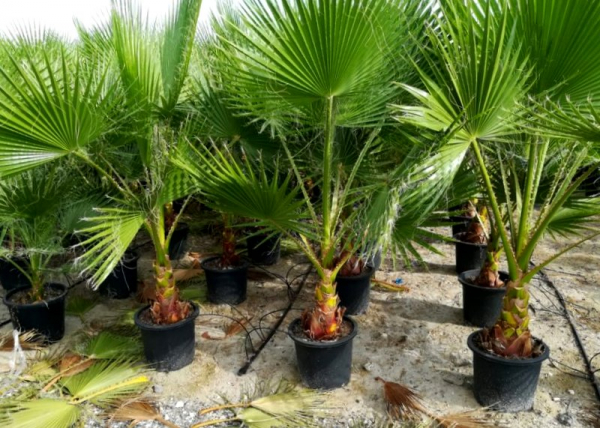 Mexikanische Washingtonpalme - Petticoatpalme - Washingtonia robusta -170cm